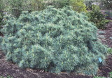 Pinus strobus 'Nana' kép