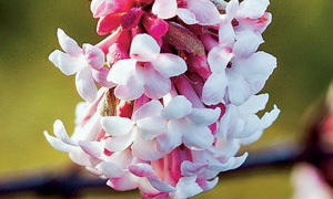 Kikeleti bangita virág kép