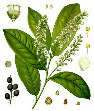 Rotundifolia abérmeggy ábra