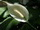 Anthurium virág