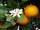 Narancs virág, termés