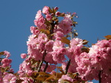 Kanzan japán cseresznye kép