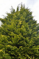 Arany leylandi ciprus kép