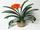 Clivia miniata