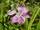 Dianthus