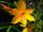 Hemerocallis ikon