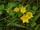 Lysimachia nummularia / Kúszó lizinka ikon