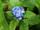 Myosotis palustris / Mocsári nefelejcs ikon
