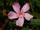 Nerium oleander 'Magaly'