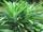 Pandanus