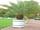 Phoenix canariensis