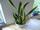 Sansevieria